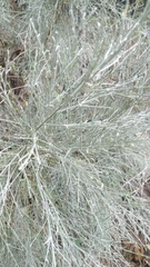 Genista tenera