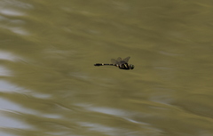 Epophthalmia elegans