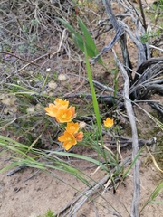 Ornithogalum dubium