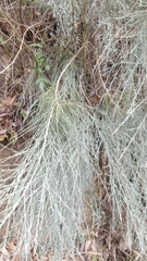 Genista tenera