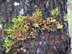 Lobaria