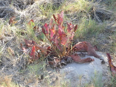 Anemopsis californica