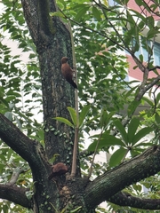 Micropternus brachyurus