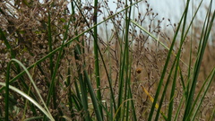 Neoxylocopa