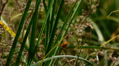 Neoxylocopa