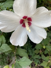 Hibiscus syriacus