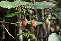 Solanum betaceum
