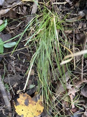 Carex rosea