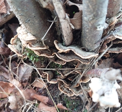 Phellinopsis conchata