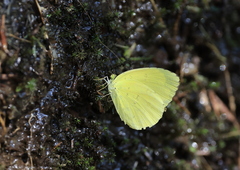 Eurema blanda arsakia