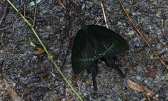 Papilio hermosanus