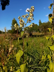 Parasenecio hastatus