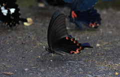 Papilio bianor thrasymedes