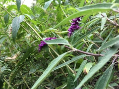Salvia leucantha