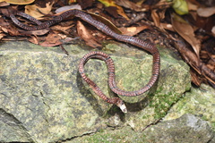 Sinomicrurus annularis