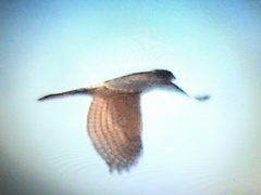 Accipiter badius