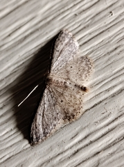 Idaea