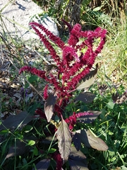 Amaranthus