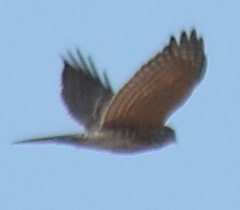Accipiter badius