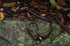 Sinomicrurus annularis