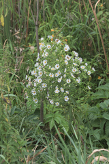 Symphyotrichum firmum