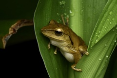 Polypedates megacephalus