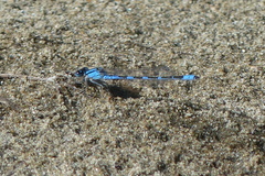 Enallagma carunculatum