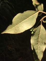 Dendropanax dentiger