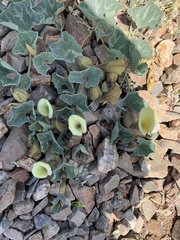 Aristolochia