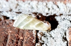 Schinia trifascia