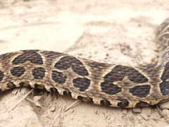 Bothrops alternatus
