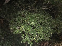 Dendropanax dentiger