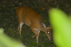 Muntiacus vaginalis