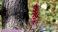 Tillandsia borealis