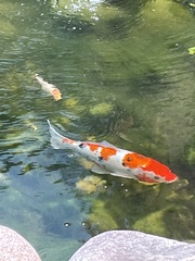 Cyprinus rubrofuscus