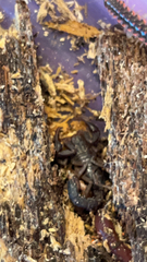 Vaejovis carolinianus