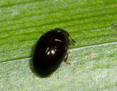 Phalacridae