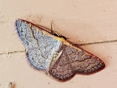 Leptostales pannaria