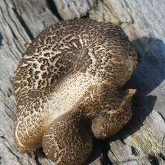 Lentinus tigrinus