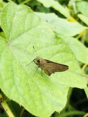 Pelopidas mathias