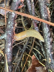 Arion intermedius