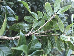 Lithocarpus corneus