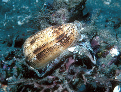 Conus stercusmuscarum