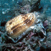 Conus stercusmuscarum - Photo (c) uwkwaj, algunos derechos reservados (CC BY-NC), subido por uwkwaj