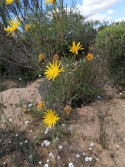 Euryops speciosissimus