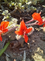 Pelargonium fulgidum