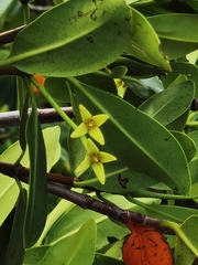 Rhizophora mangle