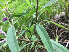 Salvia leucantha