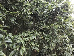 Lithocarpus corneus