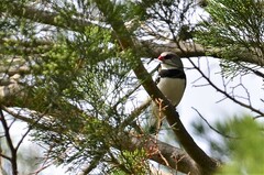 Stagonopleura guttata